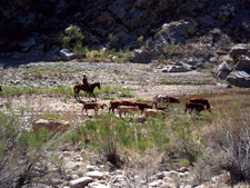 USA-Arizona-Hassayampa River Working Ranch